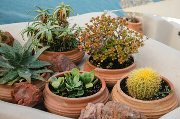 Cacti and succulent plants in terra cotta pots on balcony