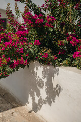 Fototapeta na wymiar Bougainvillea growing along a white wall and casting flower shadow