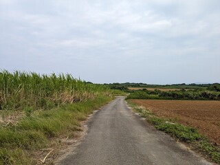 Fototapeta na wymiar Sugar Road, across an idyllic landscape of cattle pastures and sugarcane fields