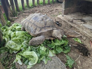 the big turtle eating lettuce