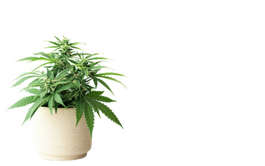 Plant in Pot On Transparent Background.