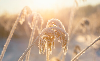 Wintry landscape wallpaper image from Finland on a very cold winter day. Frosty nature concept...