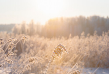 Wintry landscape wallpaper image from Finland on a very cold winter day. Frosty nature concept image with animal tracks and flare effect added. - 709547440