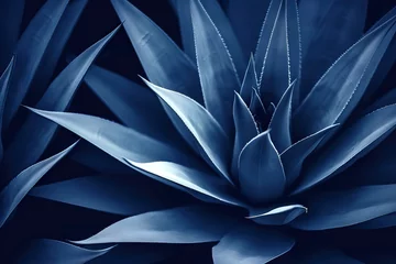 Keuken spatwand met foto  Abstract summer background with blue agave cactus closeup © Kseniya