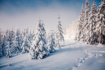 Magical spruces after snowfall are illuminated by the sun.