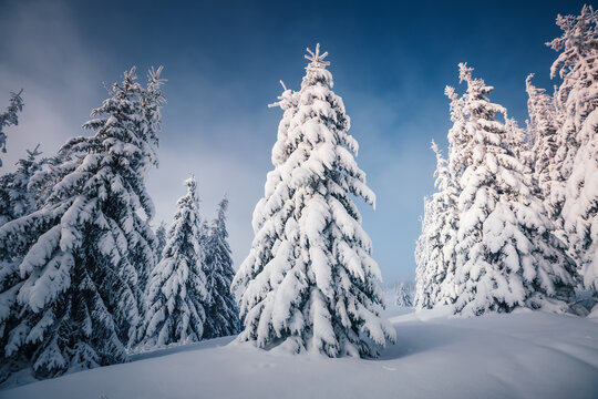 Scenic image of snowy fir trees on a frosty day after a heavy snowfall.