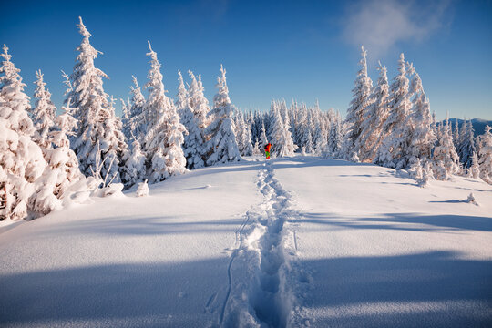 Incredible snowy fir trees on a frosty day after a heavy snowfall.