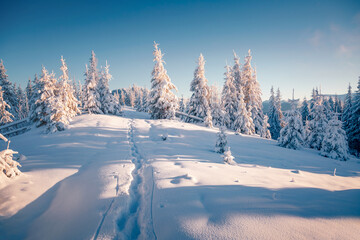 Fabulous view of snow-capped spruces on a frosty day glowing by sunlight.