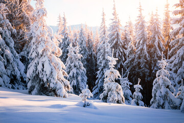 Gorgeous view of snow-capped spruces on a frosty day glowing by sunlight.