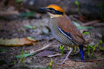 Javan banded pitta
