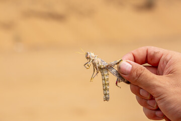Locust close-up. Caught insect in the human hand. Invasion of locusts on agricultural fields. Exotic food in Asia.