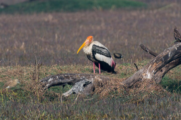 Painted stork sitting relaxed in its habitat.