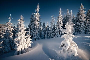 Dark winter scene with snowy Christmas trees.