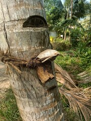 The coconut tree is a member of the palm tree family and the only living species of the genus...