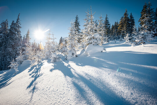 A sunny frosty day and snow-covered fir trees glow in the sun's rays.