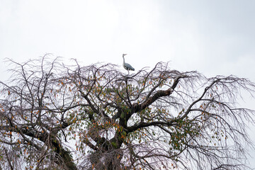 An egret bird is standing on top of the tree branch with cloudy sky as background. Animal in nature portrait photo.