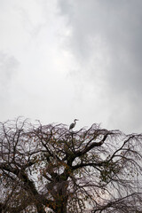 An egret bird is standing on top of the tree branch with cloudy sky as background. Animal in nature portrait photo.