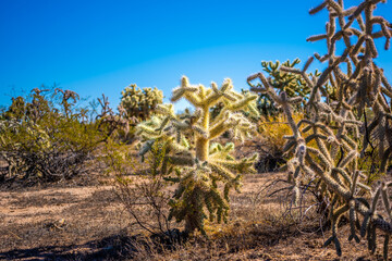 A Teddy Bear Cholla in Tucson, Arizona