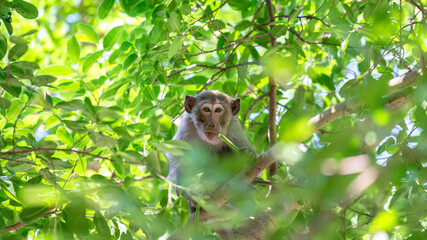 A small brown monkey is sitting on the tree branch among green leaf, it looking to the camera. Animal in the wild protrait photo.