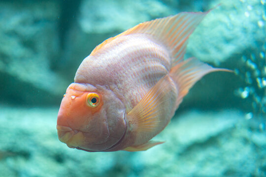 An orange goldfish in underwater. Animal portrait, photo contained noisy due to low light condition.