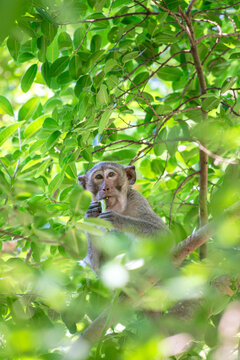 A small brown monkey is sitting on the tree branch among green leaf, it looking to the camera. Animal in the wild protrait photo.