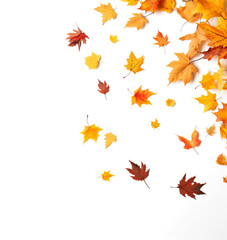 Red maple leaves fall in the air