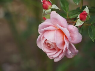 ピンクのバラ　ローブ・ア・ラ・フランセーズ