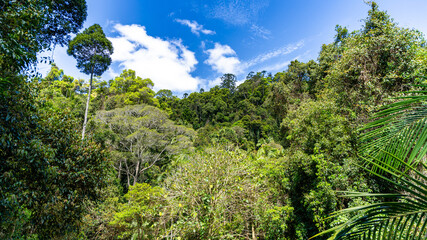 Fototapeta premium Rainforest, Tamborine Mountain, Queensland, 2023