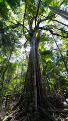 Obraz premium Rainforest, Tamborine Mountain, Queensland, 2023