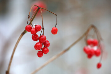 Red viburnum berries on a branch. Winter park, cold weather