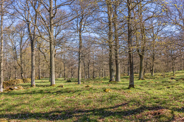 Deciduous forest with verdant trees a sunny spring day