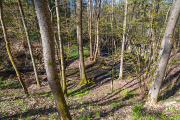 Lush forest with a stream on a sunny spring day
