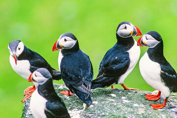 Flock of Atlantic puffin on a cliff