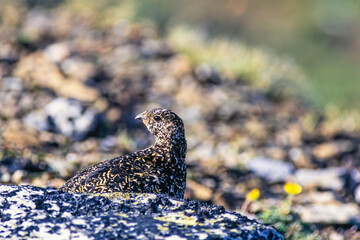 White-tailed ptarmigan by a rock and looking back