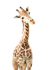 Cute curiosity giraffe. The giraffe looks interested. Animal stares interestedly. Isolated on white...