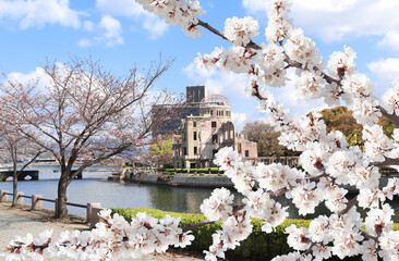 Cherry blossoming season in Japan. Blooming sakura trees near to Atomic Bomb Dome (Genbaku Dome...