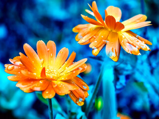 calendula flower with morning dew drops