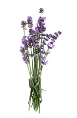 Bouquet of fresh purple lavender flower. Bunch of lavandula flowers. Isolated on white background