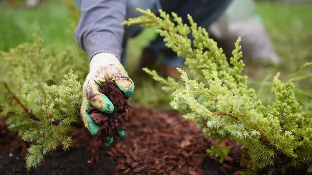 Gardener mulching with pine bark juniper plants in the yard. Seasonal works in the garden. Landscape design. Landscaping. Ornamental shrub juniper.