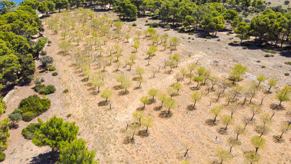 Paysages de Provence, Occitanie, Méditerranée, oliviers, Méditerranée, amandes, vignes