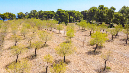 Fototapeta na wymiar Paysages de Provence, Occitanie, Méditerranée, oliviers, Méditerranée, amandes, vignes