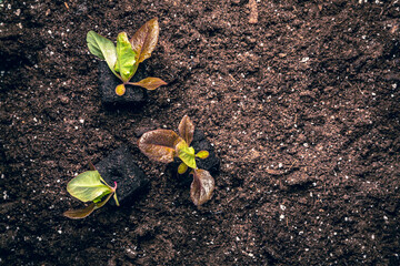 Planting lettuce seedlings into fertile soil. New life, eco, sustainable living concept