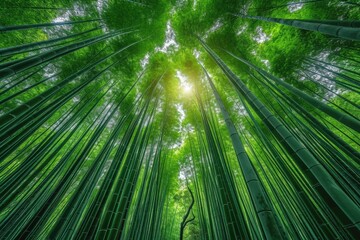 Green and lush bamboo forest professional photography