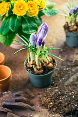 Planting and gardening concept. New life, eco, sustainable living concept