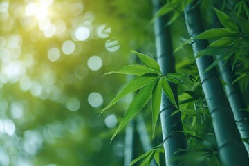 Green and lush bamboo forest professional photography - obrazy, fototapety, plakaty