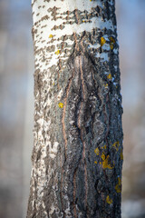 Birch forest in winter closeup