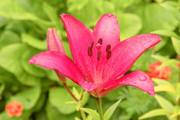 Blooming bud of a tall perennial crimson lily in a summer country garden.