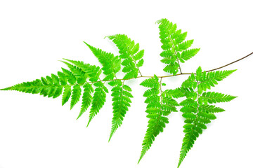 fern leaf isolated on a transparent background