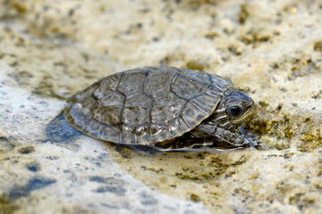 junge Balkan-Bachschildkröte, Westkaspische Schildkröte // juvenile Balkan terrapin (Mauremys rivulata) - Dalyan, Türkei