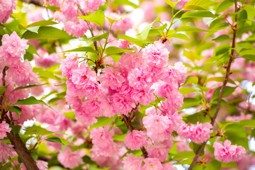 Fototapeta premium Sakura. Cherry blossom, branches with flowers sway in the wind. Pink flowers of the sakura tree. Spring landscape with flowering trees. Beautiful nature on a sunny day.